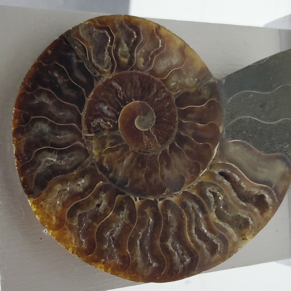 Hand Made piece of Art with Fossilized Ammonite - Picture 5 of 6